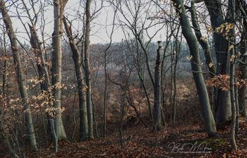 Westminster Woodlands
