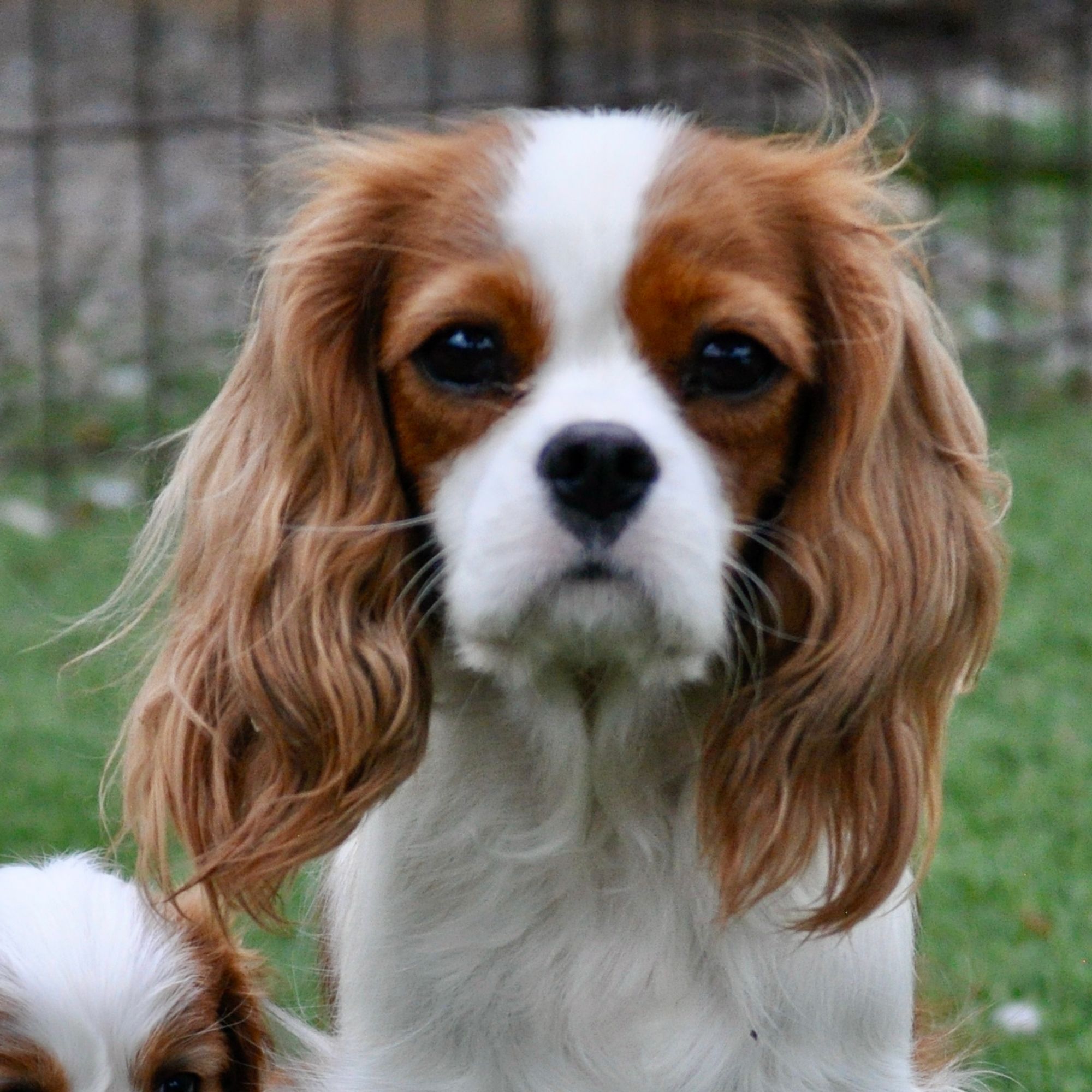 Zelosia Cavaliers - Cavalier Girls