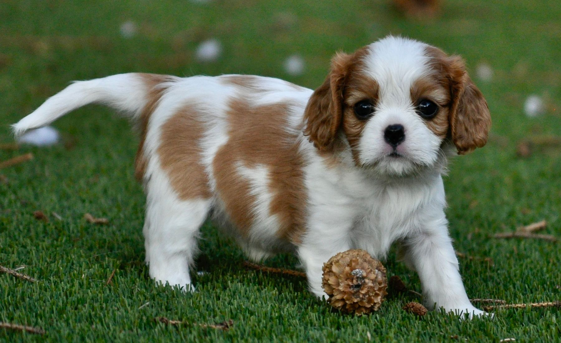 King 2024 cavalier breeders