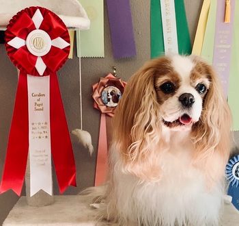 Posing with her BOS ribbon on the cat tree, LOL
