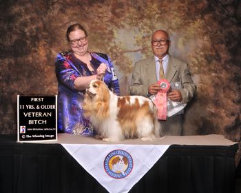 Winning her class at the ACKCSC Independent specialty under Judge Jean Trembley (CAN), April 2024
