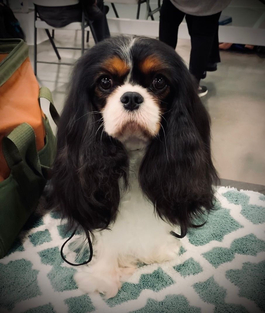 Nougat at the Greater Clark County Kennel Club show, December 2022