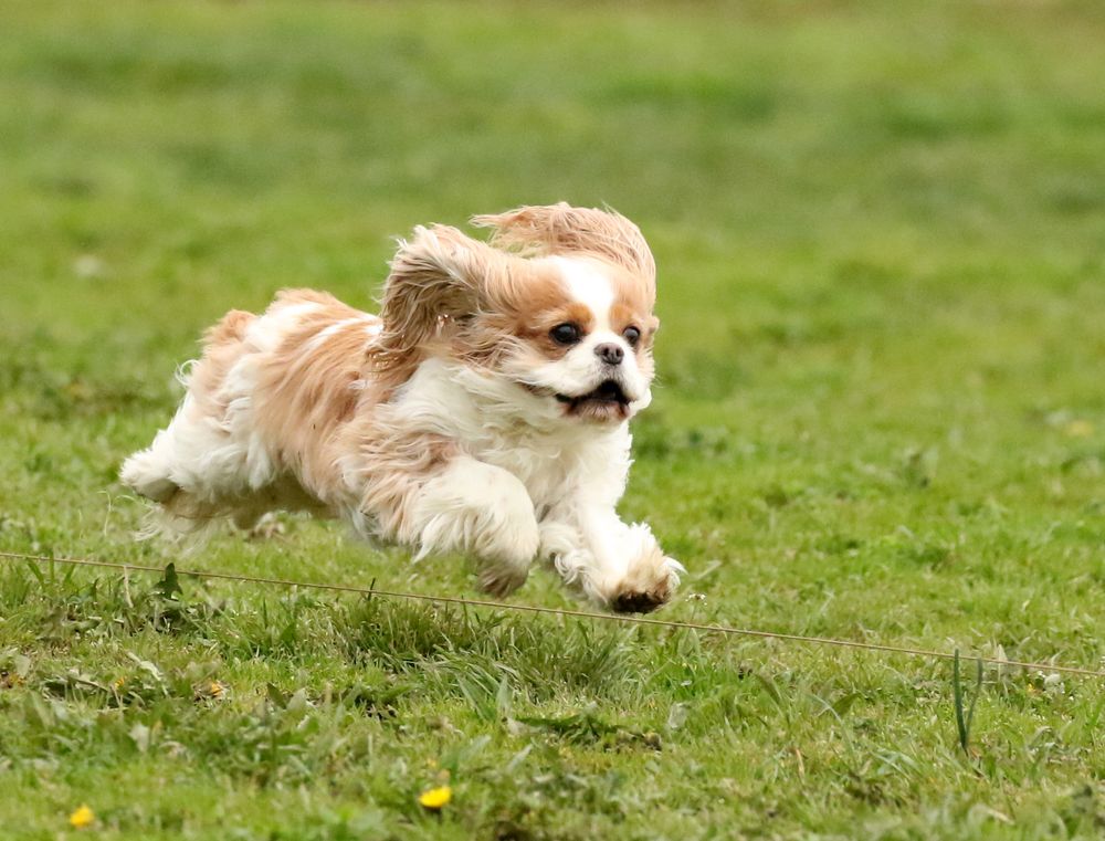 "Opal" (GCH CH Cailloux Fire Dancer CA) enjoying lure coursing at nearly eight years old