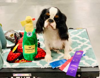 New AKC Champion! Lobster and Champagne time!
