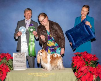 Opal winning Best Veteran AND Select Bitch in a huge entry at the CKCSCAZ Specialty under Ted Rogerson (Rabymar, UK). She is 13.5 years old, just love this special girl. November 2023.

