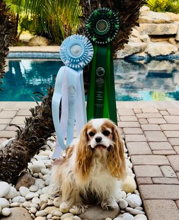 Opal poolside in AZ with her specialty ribbons! November 2023.
