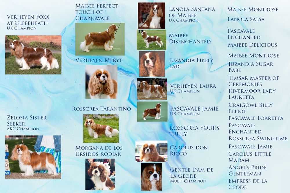 Thank you to my friend Su Ann Quah (Lucidity's Cavaliers and Papillons) for this beautiful pictorial pedigree!