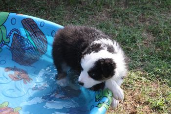 Aussie Water Dog? Baby Bandit takes his first dip.
