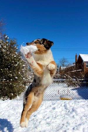 I love the snow!!  Indy is quite the character!