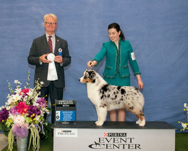 Stonehill best sale australian shepherds