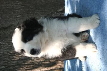 Bandit as a puppy,isn't he the cutest

