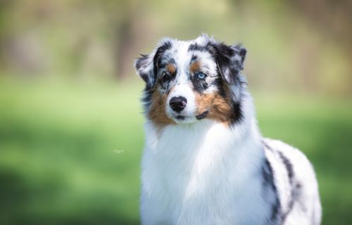 Stonehill clearance australian shepherds