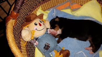Baby Piper
