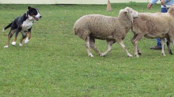 Zeeva herding
