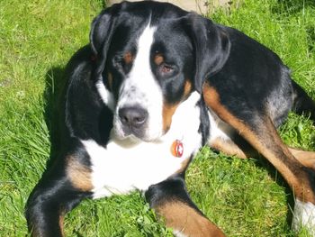 Zeeva in sunshine
