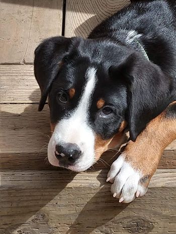 Solveig 12Wks Cute
