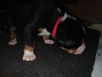 GORM-Red Boy
