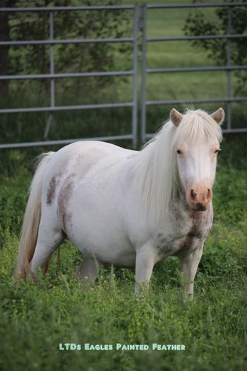 11 yrs old, shown in-foal 2023
