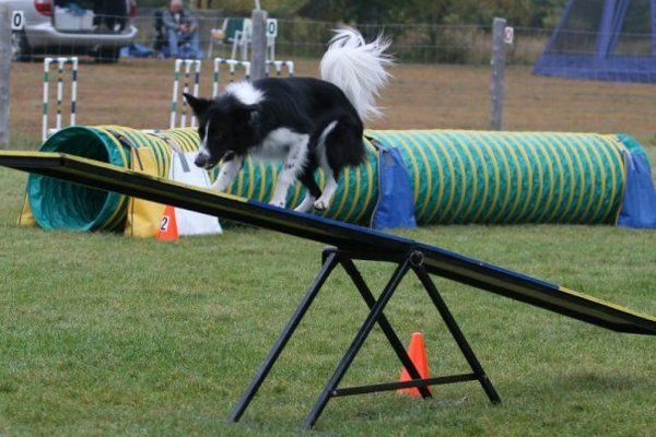 Dogs on cheap campus agility