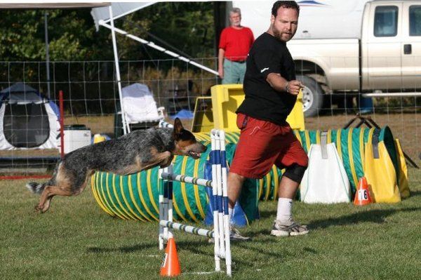 Dogs on cheap campus agility