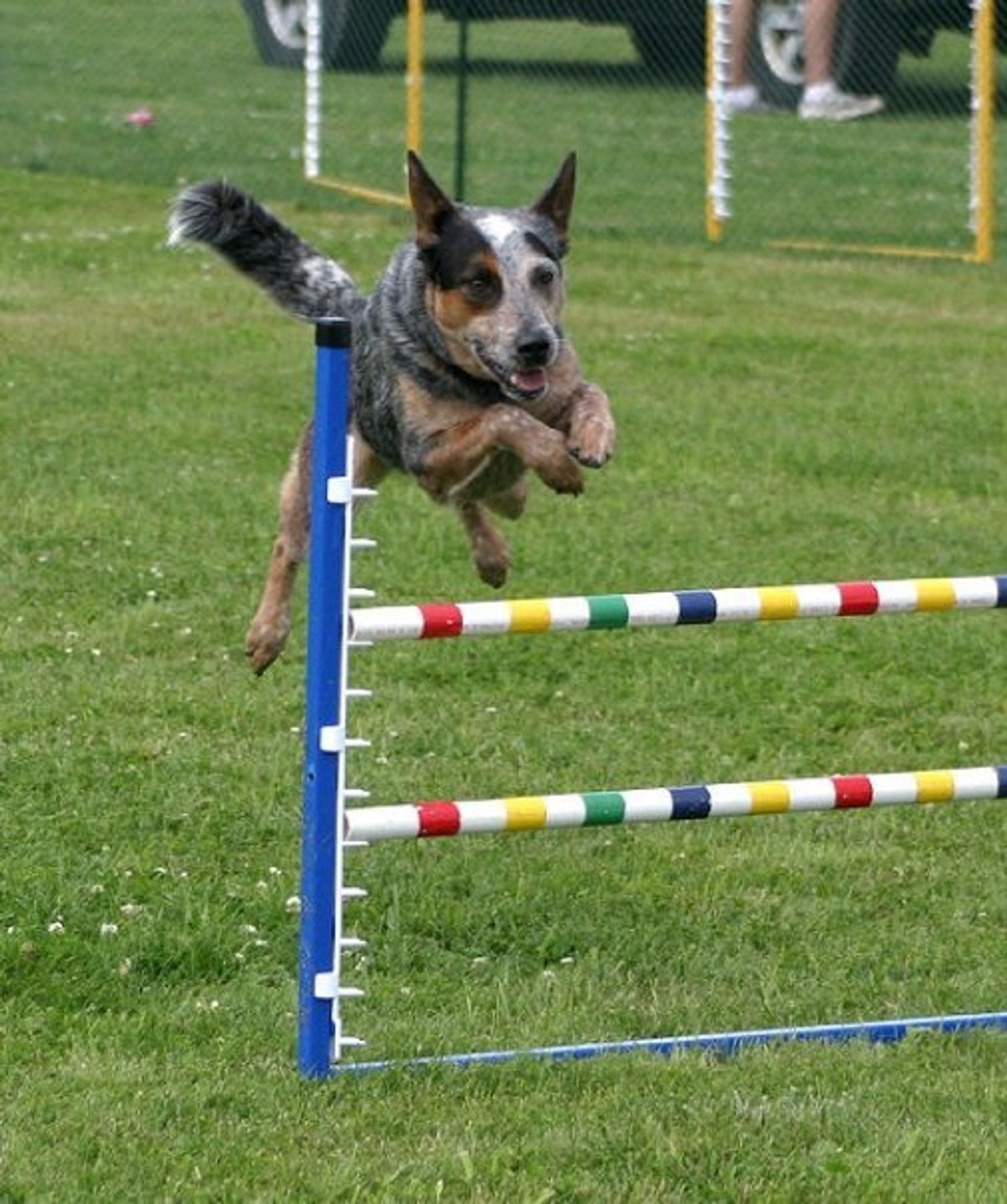 Dogs on cheap campus agility