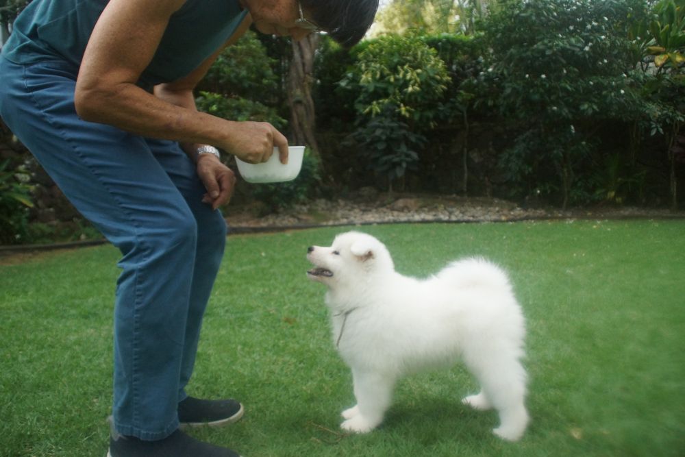 samoyed トップス