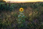 Lone Sunflower