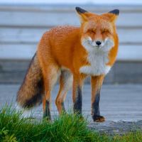 Squinty Fox