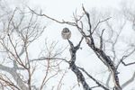 Northern Hawk Owl