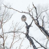 Northern Hawk Owl