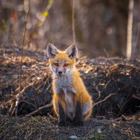 Fox Kit