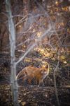 Fox Kit in the Sun