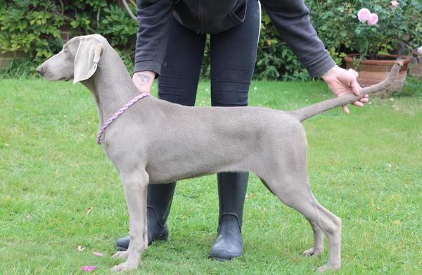 Stormdancer weimaraners clearance