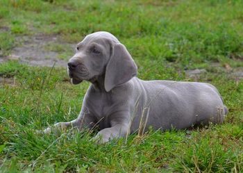 Victor Imperium Dream 1/7/11-17/7/12
