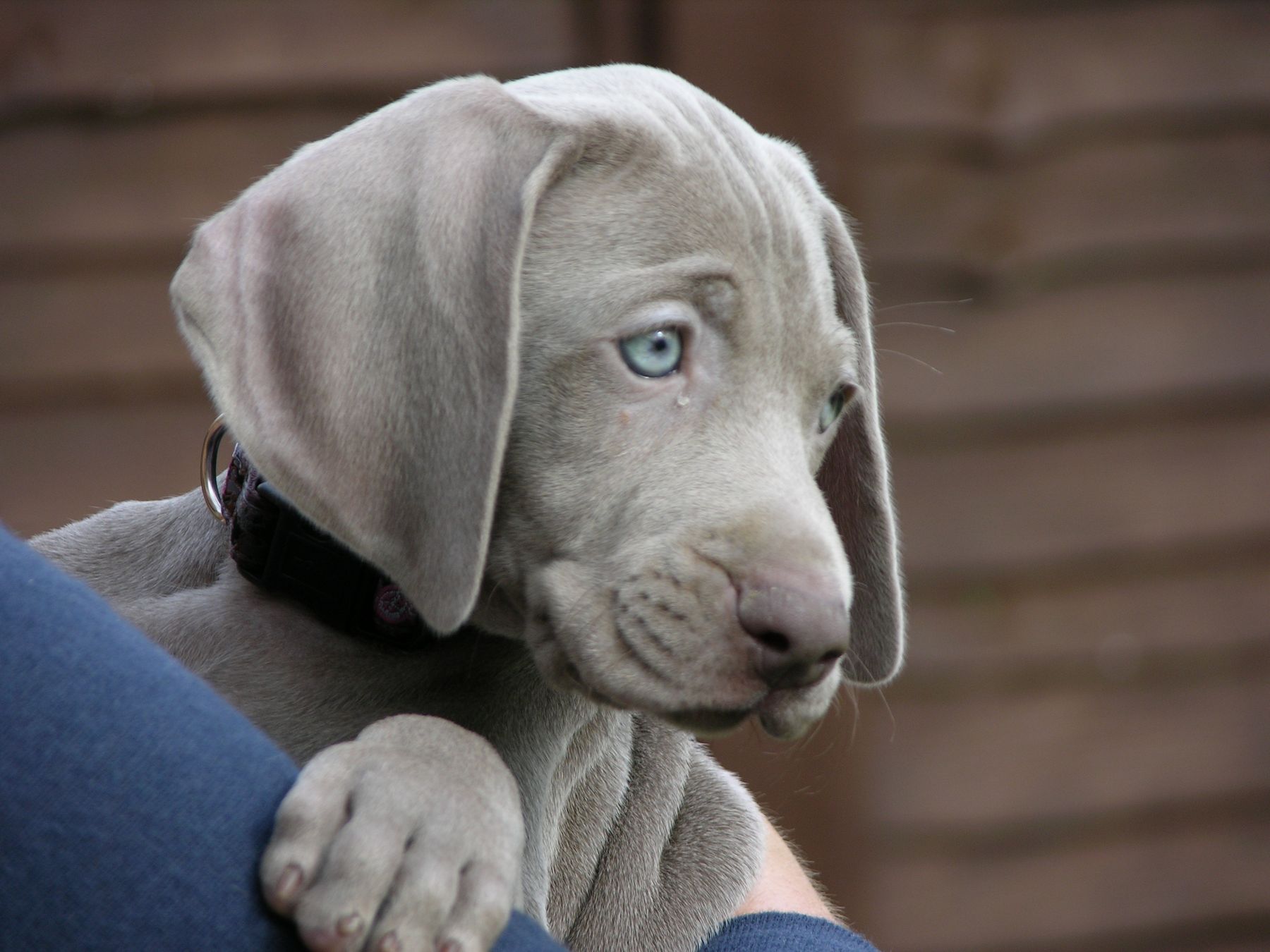 Long haired outlet weimaraner for sale