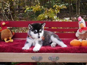 Orange girl-6 weeks old
