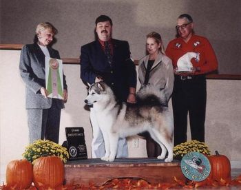 BIS BISS Ch Kwik-Pak Southern Belle "Belle" 2001 National Grand Sweepstakes Winner
