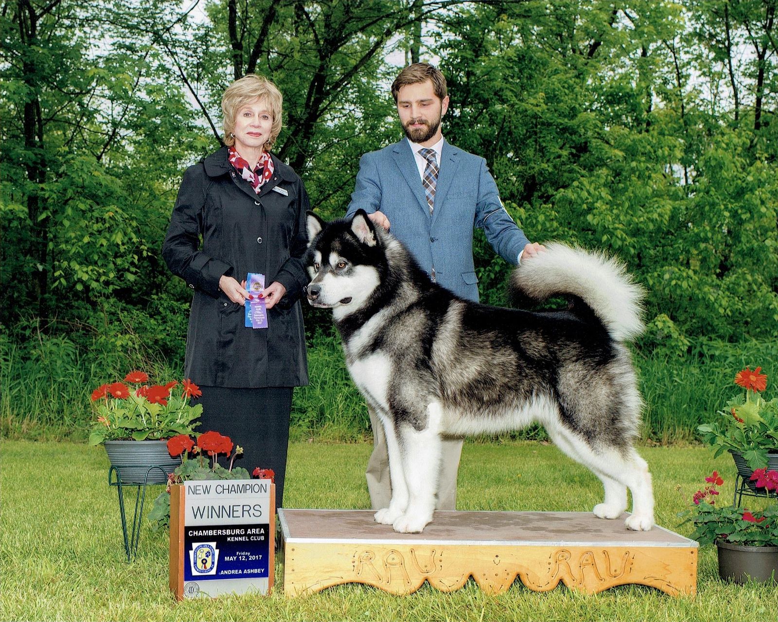 Kwik-Pak Alaskan Malamutes - Our Boys