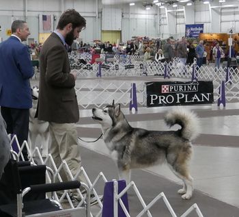 Bema 1 1/2 York Kennel Club
