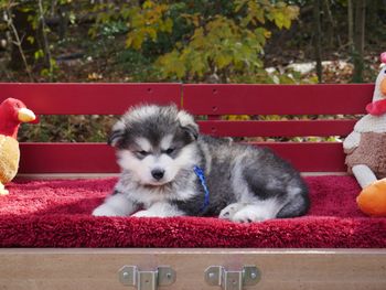 Blue boy-6 weeks old
