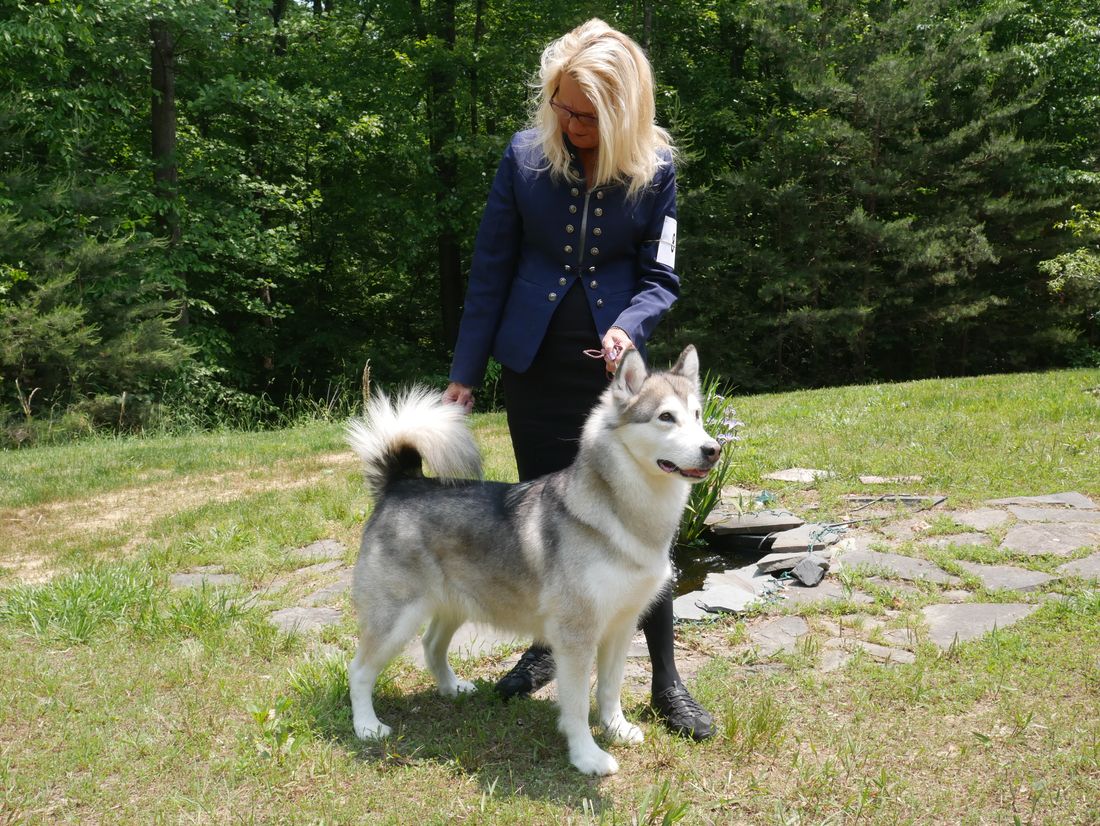 malamute ニットビスチェ　ODAKHA malamute ニットビスチェ ODAKHA Alaskan Malamute – JEKCA US