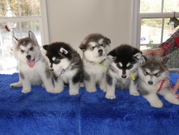 Boys-6 weeks old
