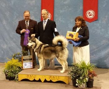 Congrats Mindy & Bill, Winners Bitch, Regional Specialty, Lebanon KC, New Champion Apri 15, 2016!  Thank you Judge John Constantinel
