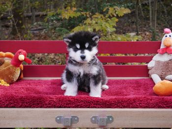 Purple boy-6 weeks old
