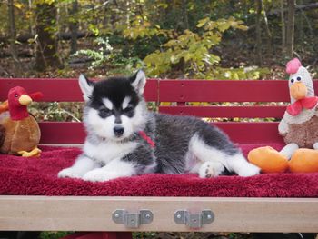 Red boy-6 weeks old
