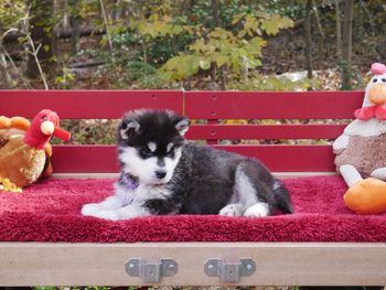 Purple boy-6 weeks old
