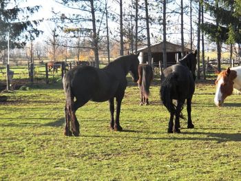 Tjalline and Avita, pregnant, Oct 2012
