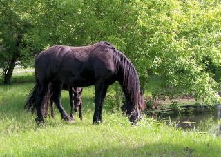 Avita and Azura, summer 2008
