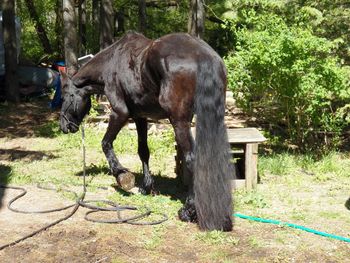 Nice tail, after a bath
