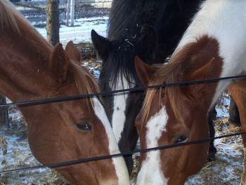 Boomer, Nitika and Cloud 2008
